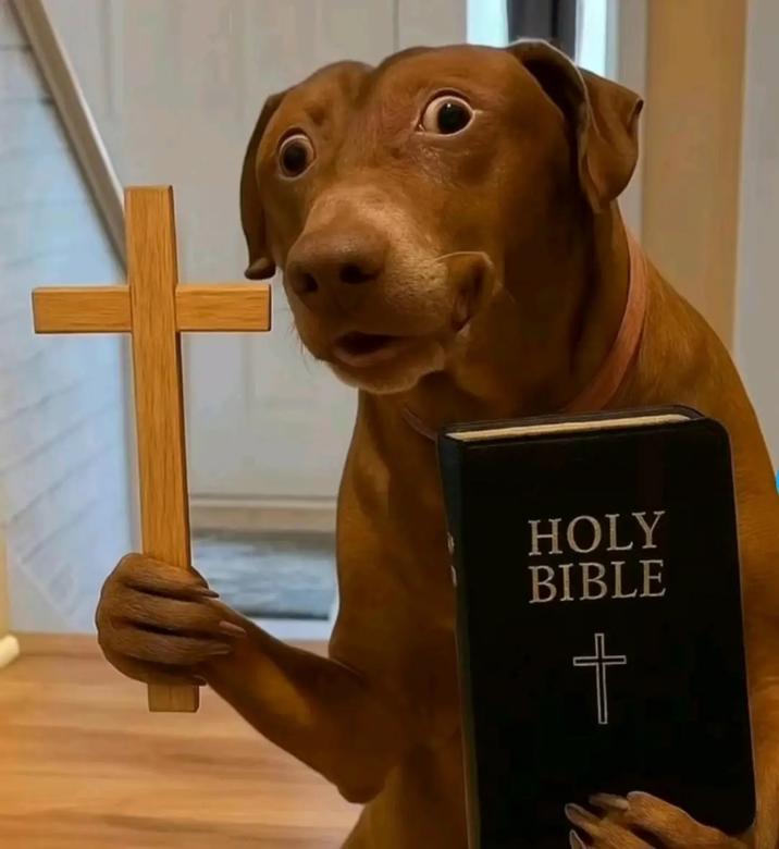 HOLY BIBLE +