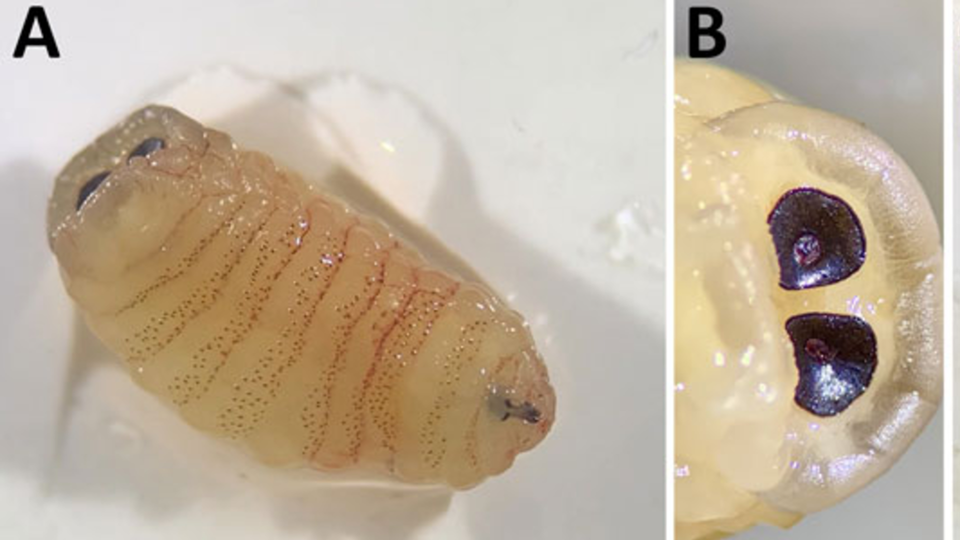 Two images labeled A and B show translucent yellow worms with small red stripes and large black eyes in a plastic petri dish.