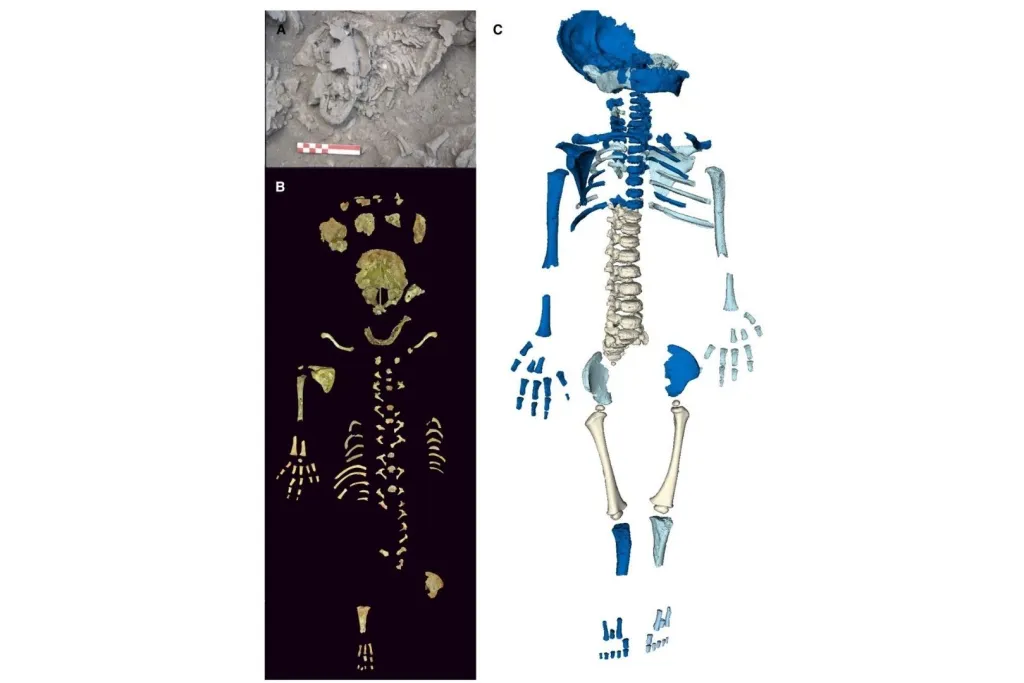 Esqueleto de Amud 7, el bebé neandertal que cambió lo que sabíamos sobre su crecimiento