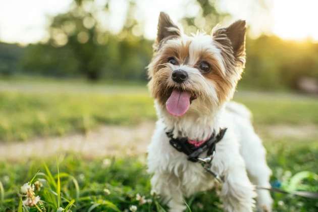 Cute Biewer Yorkshire-Terrier dog outdoors in summer