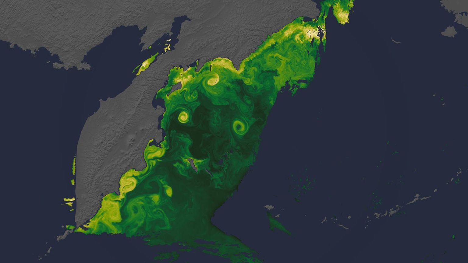 A data visualization of a region of the northwestern Pacific Ocean, around the Kamchatka Peninsula. Blooms of diatoms are shown on a scale from green to yellow, with yellows representing more of the organisms. The yellows swirl along the peninsula’s eastern coastline, with a few further out into the oceans.