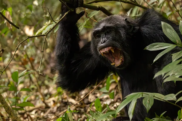 Chimpanzee holds onto a branch and bares its teeth.
