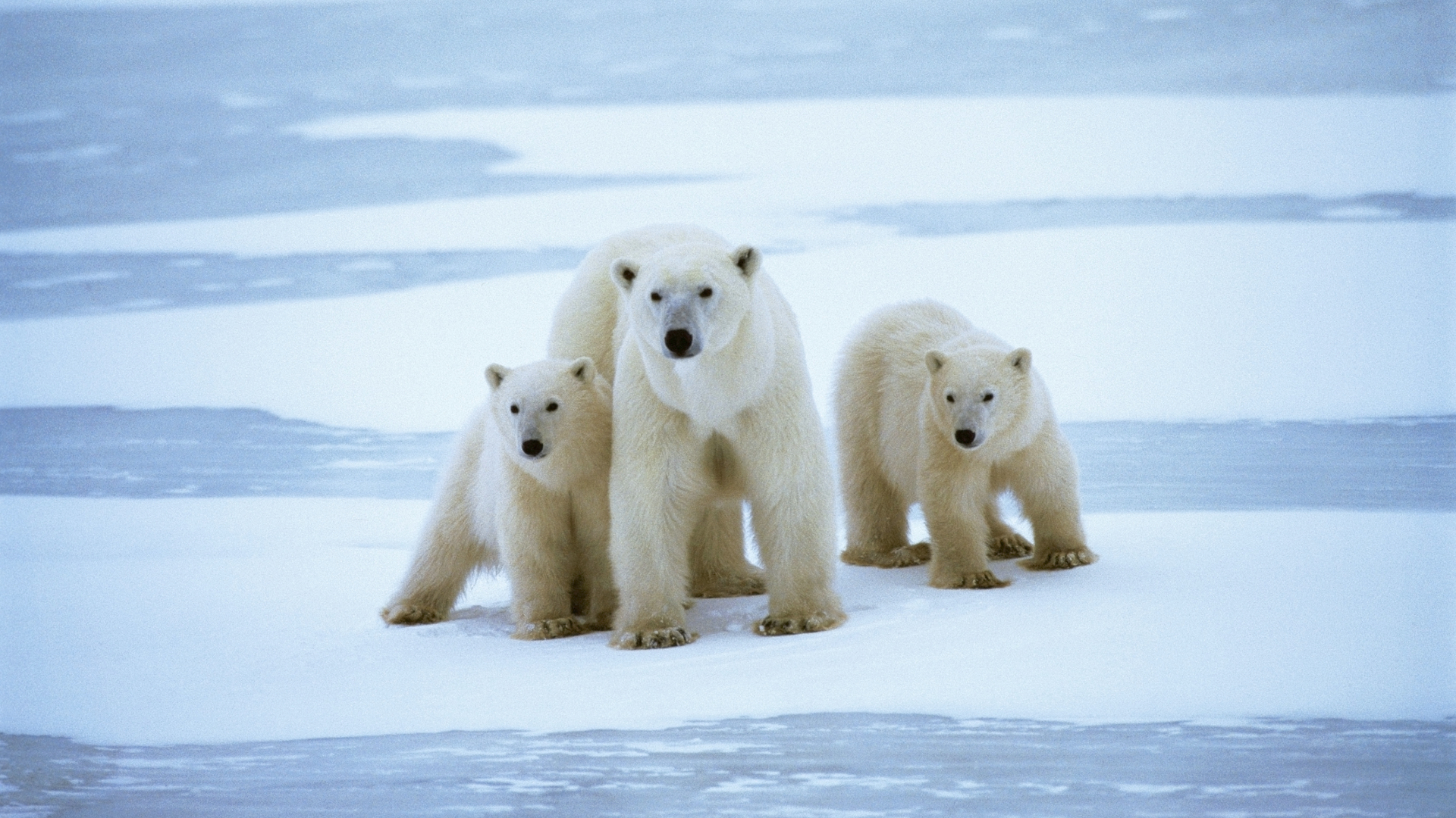 A trio of white bears walk across patches of white snow.