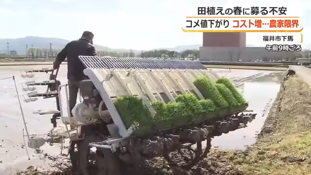 福井市内でいち早く田植えスタート