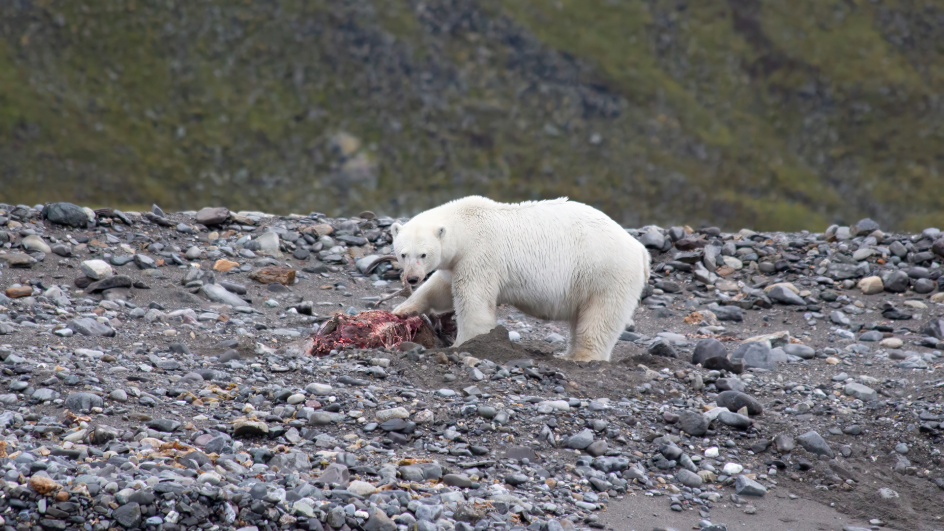 A large white pear stands with its front right paw on a bloody carcass on top of a gray pebbly landscape.