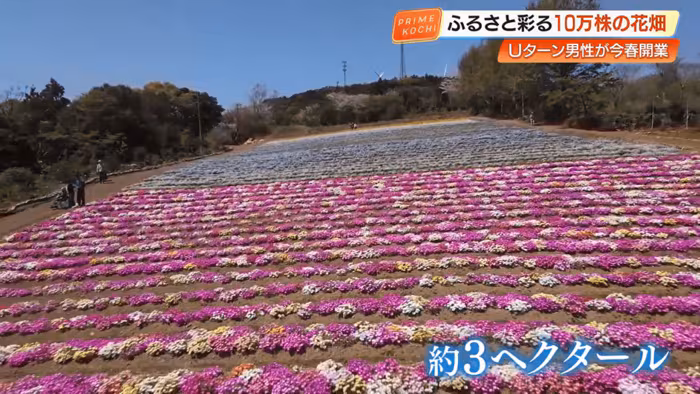 色鮮やかな花のじゅうたんが広がる風景