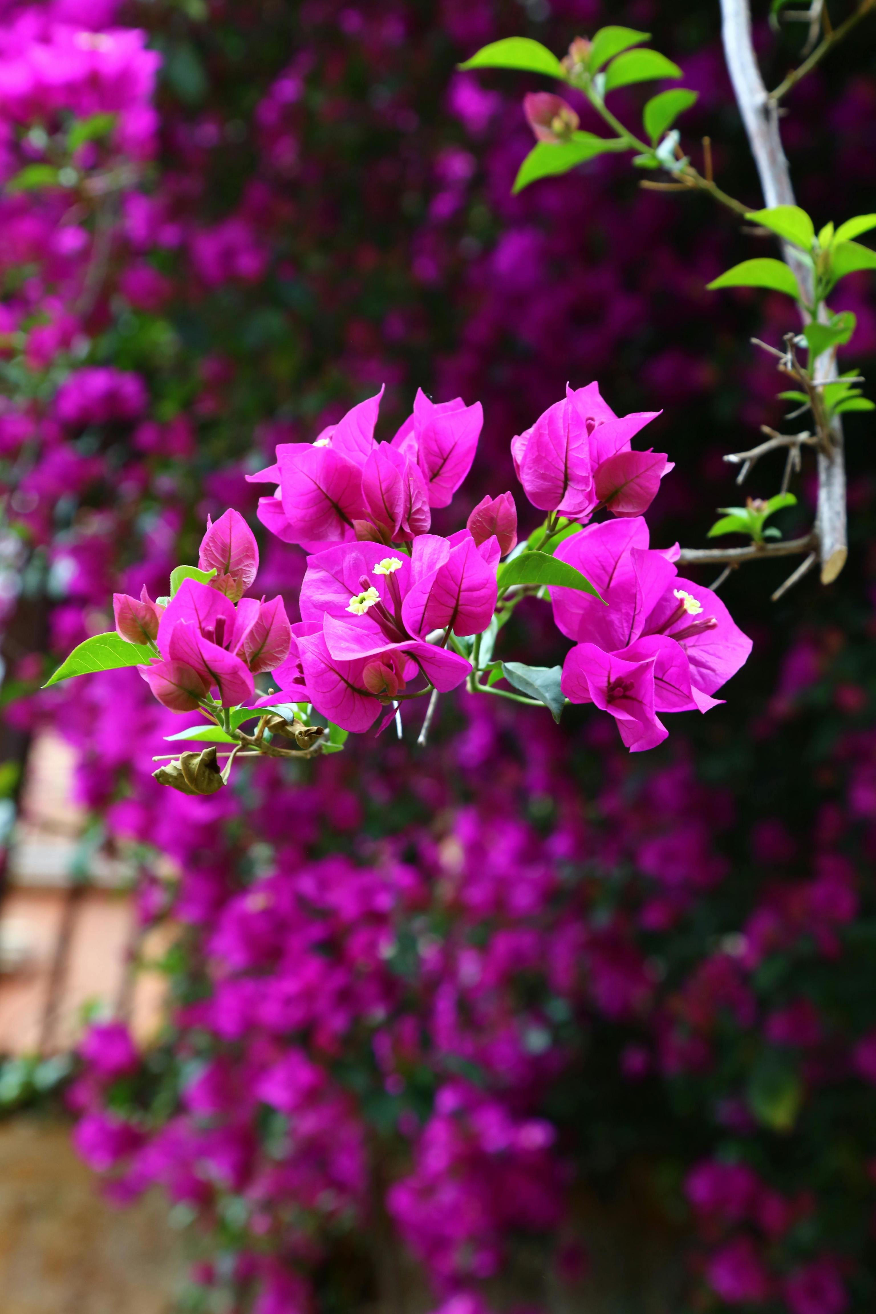 Ni hiedra ni muros desnudos; estas son las plantas trepadoras que tienen flor durante todo el a�o: buganvilla