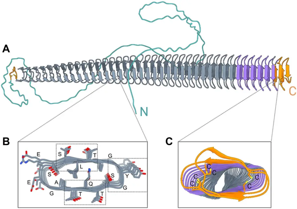 Modelo de AlphaFold3 de la proteína nucleadora de hielo fúngica (EnINpro) y secciones transversales del solenoide.