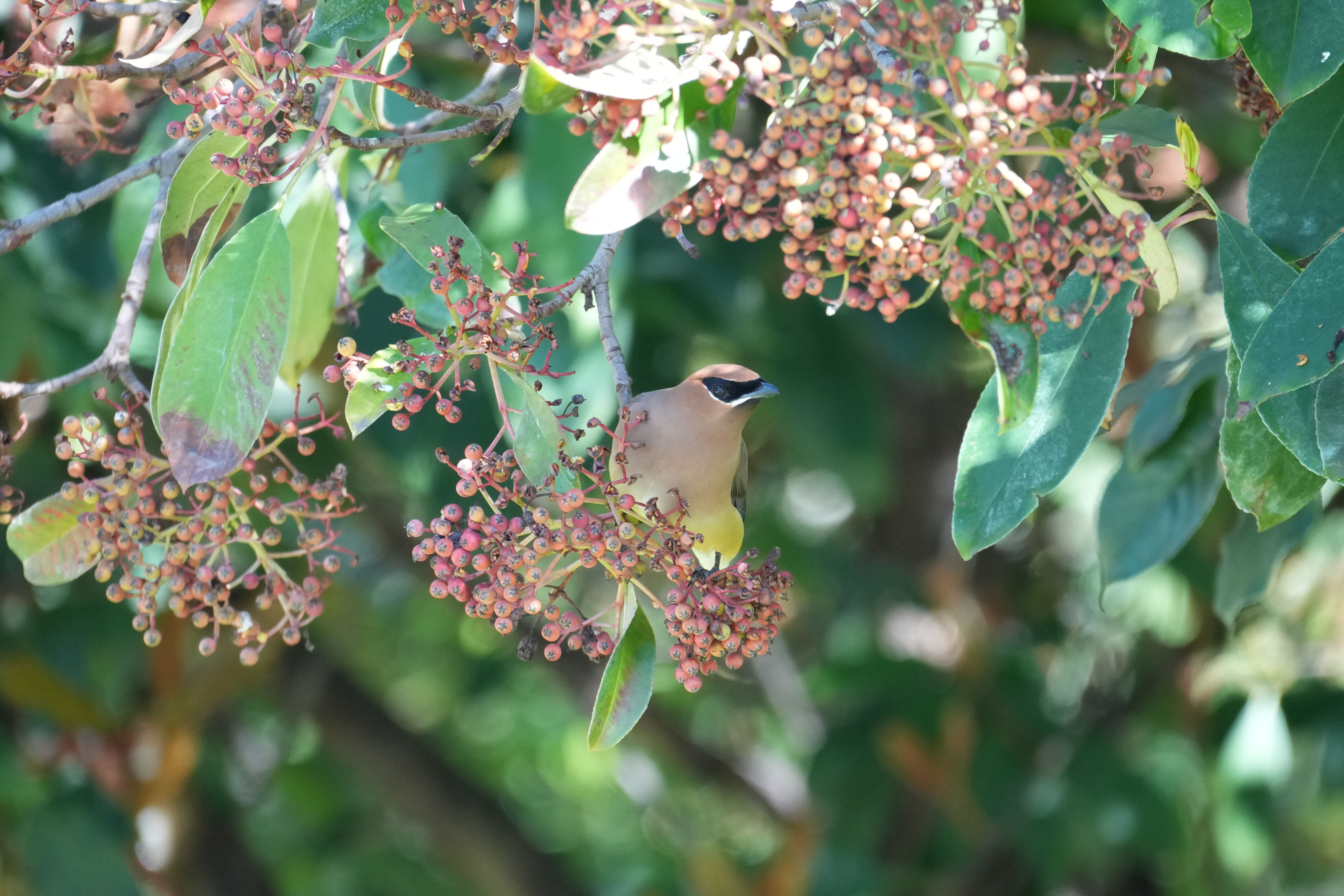 Cedar Waxwing Cedar Waxwing