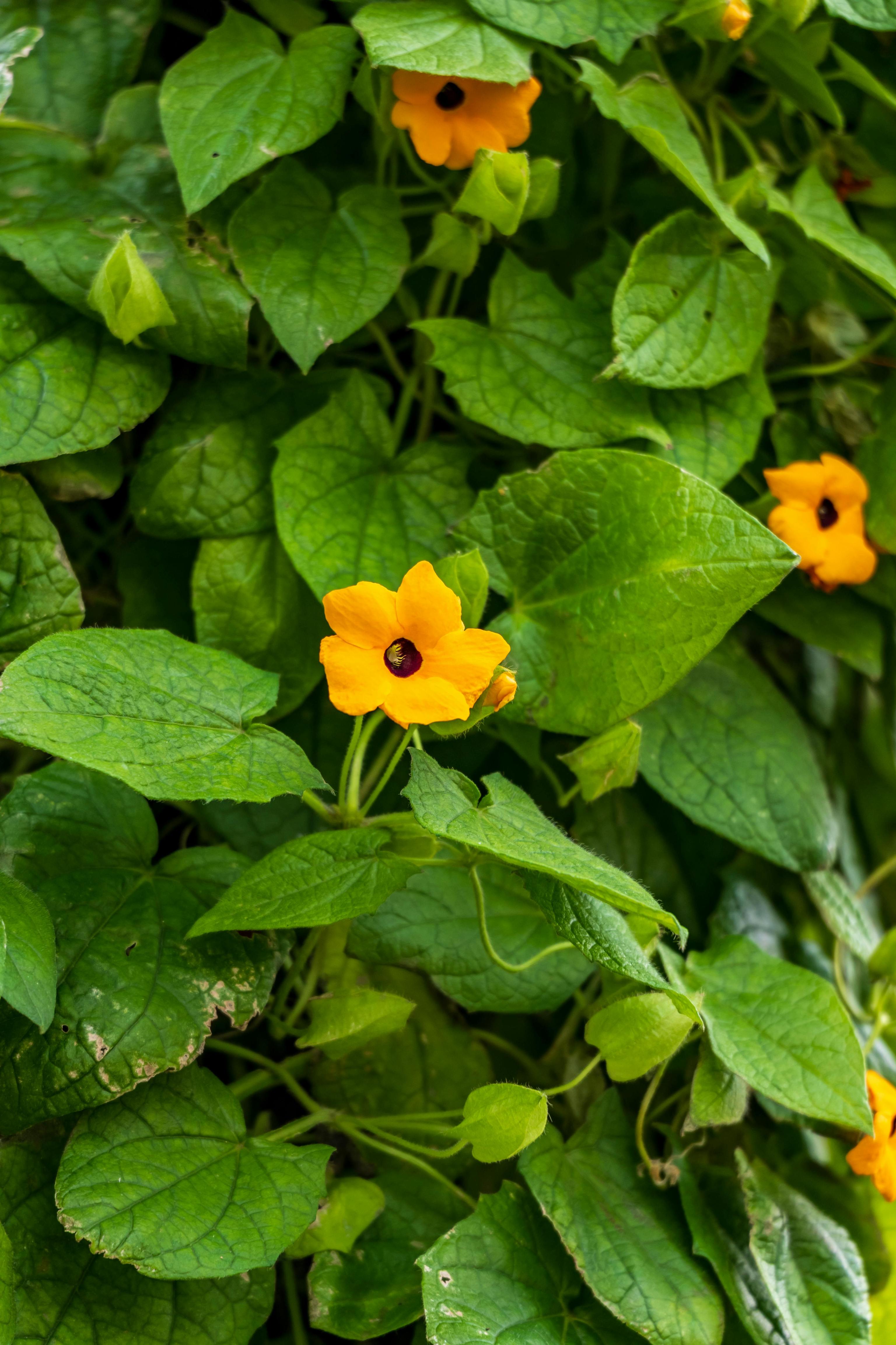 Ni hiedra ni muros desnudos; estas son las plantas trepadoras que tienen flor durante todo el a�o: ojo de poeta
