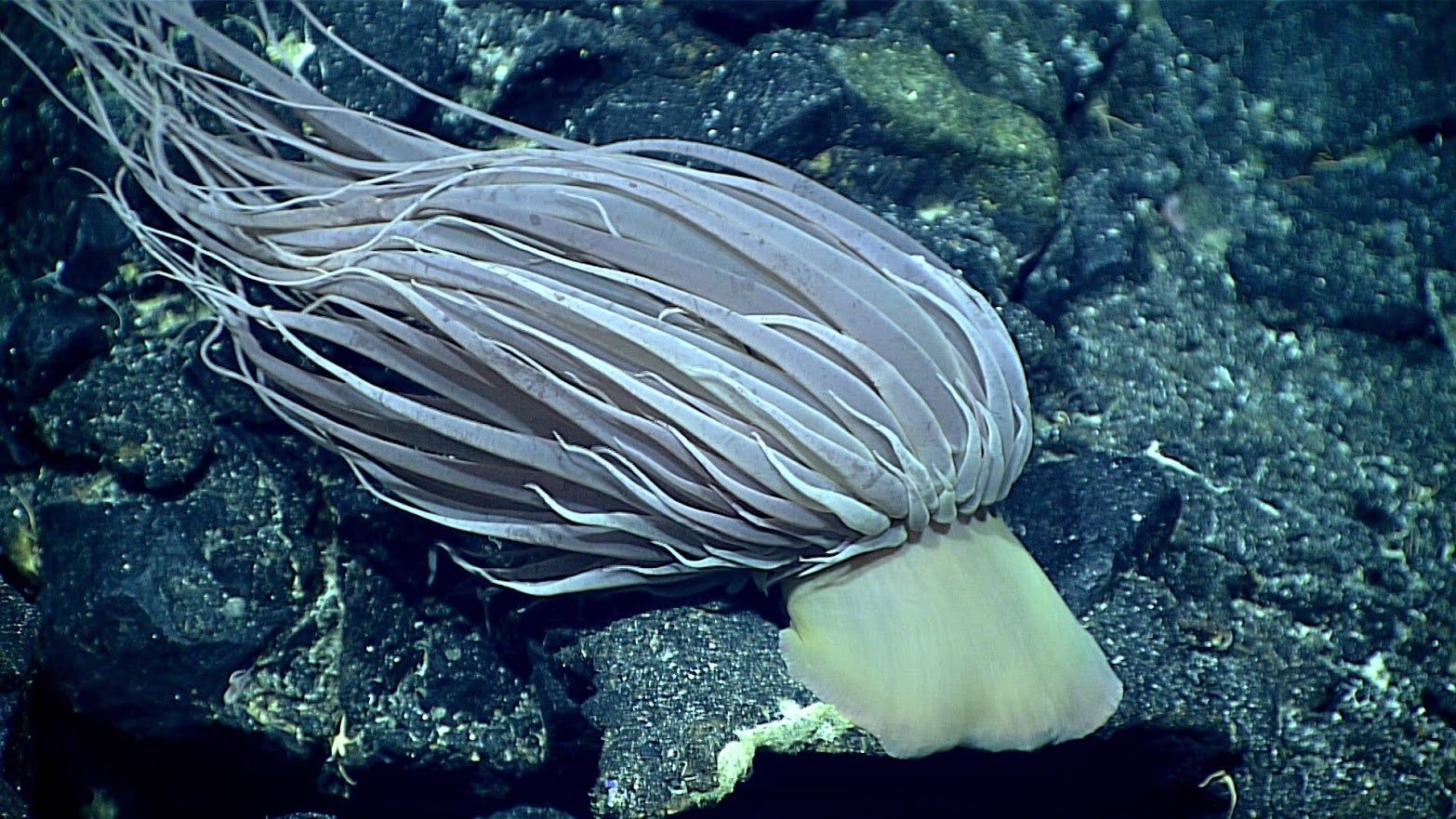 an anenome with threads attached to a rock in the sea