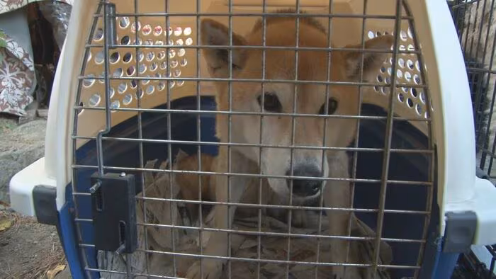 柴犬