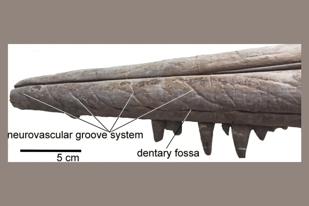 Porción anterior de la mandíbula, donde se aprecian la cavidad dentaria y los surcos neurovasculares, correspondiente a Temnodontosaurus cf. trigonodon