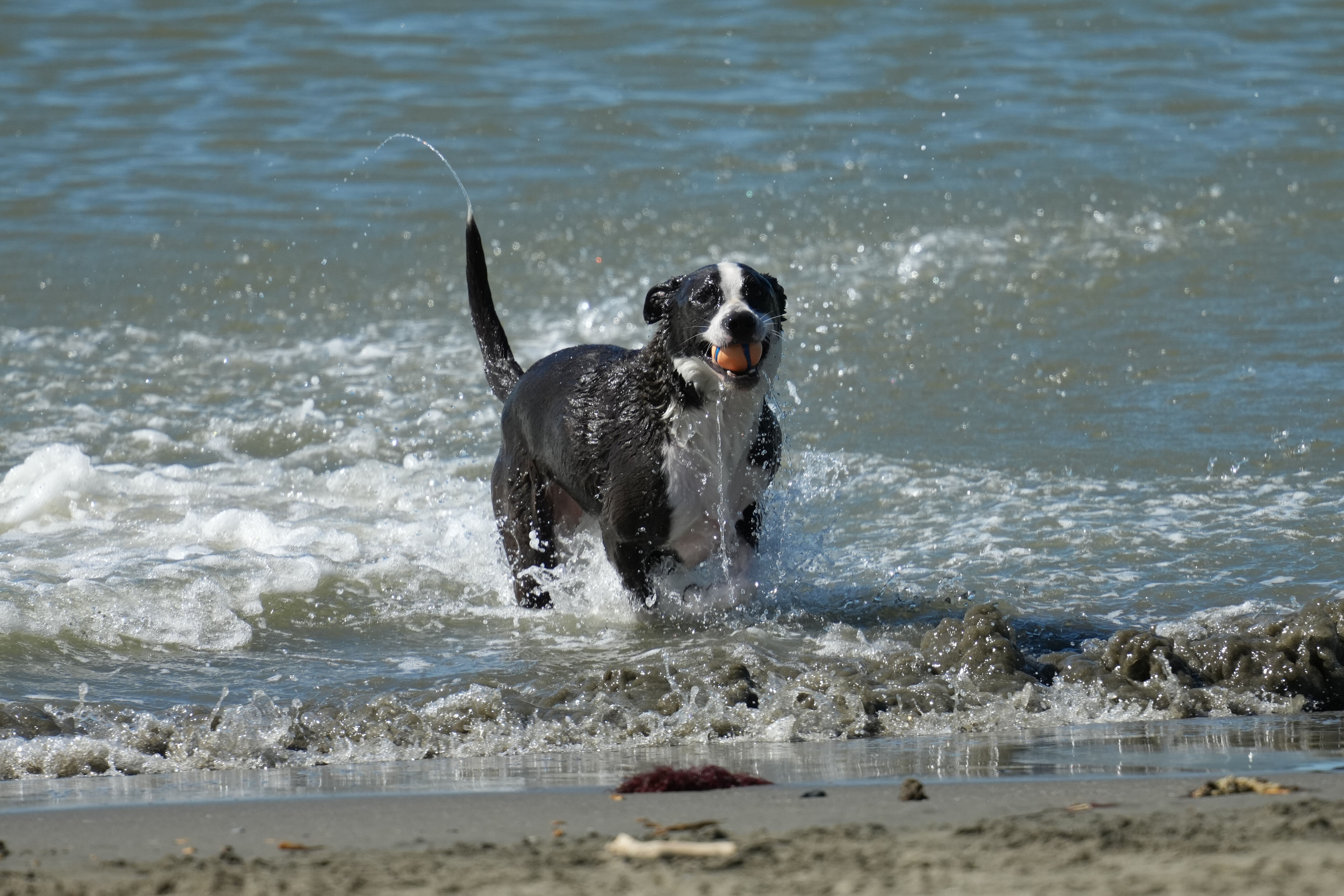 McLaughlin Eastshore State Park