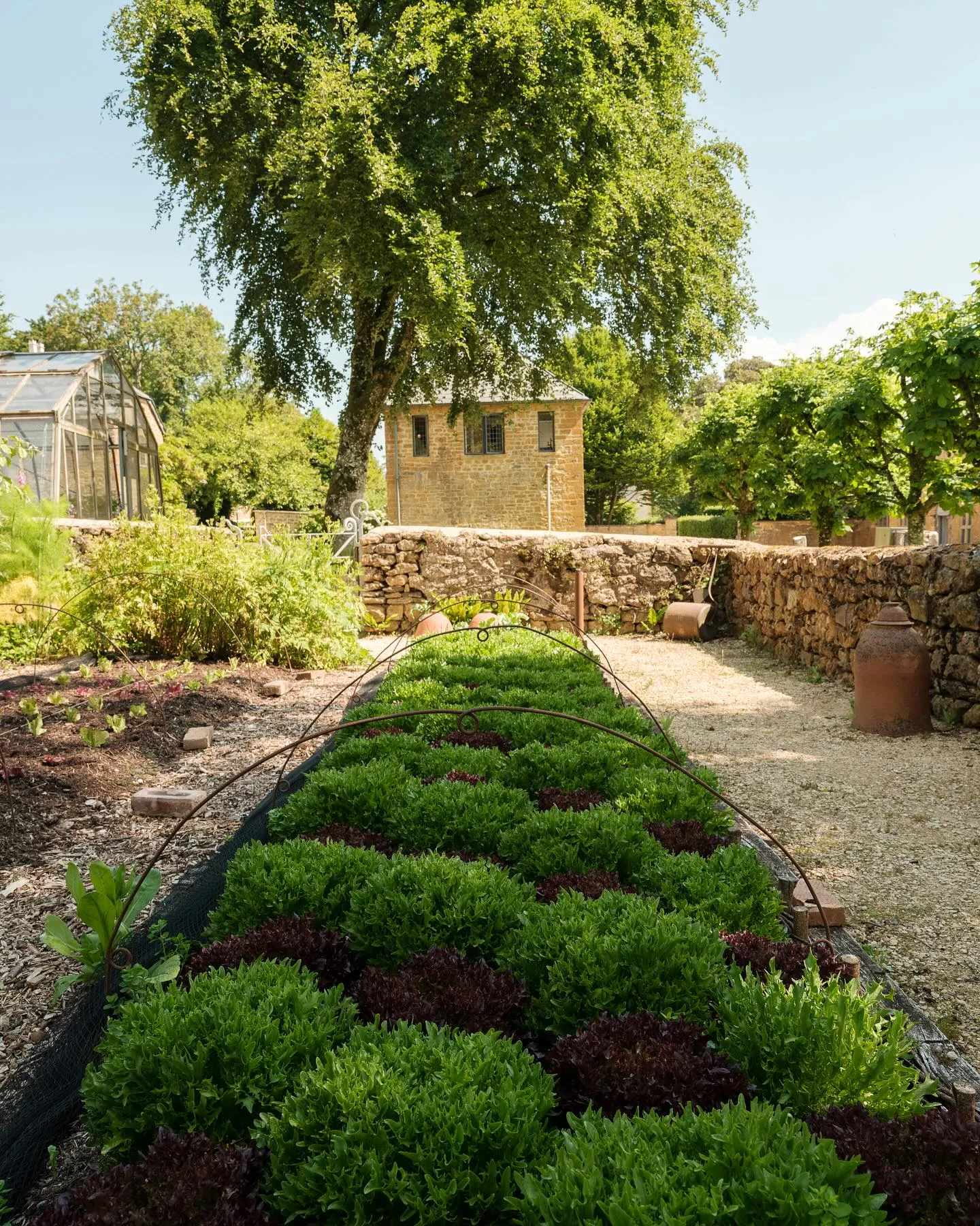 Image may contain Garden Nature Outdoors Herbal Herbs Plant Vegetation Backyard Yard Grass Park and Gardening