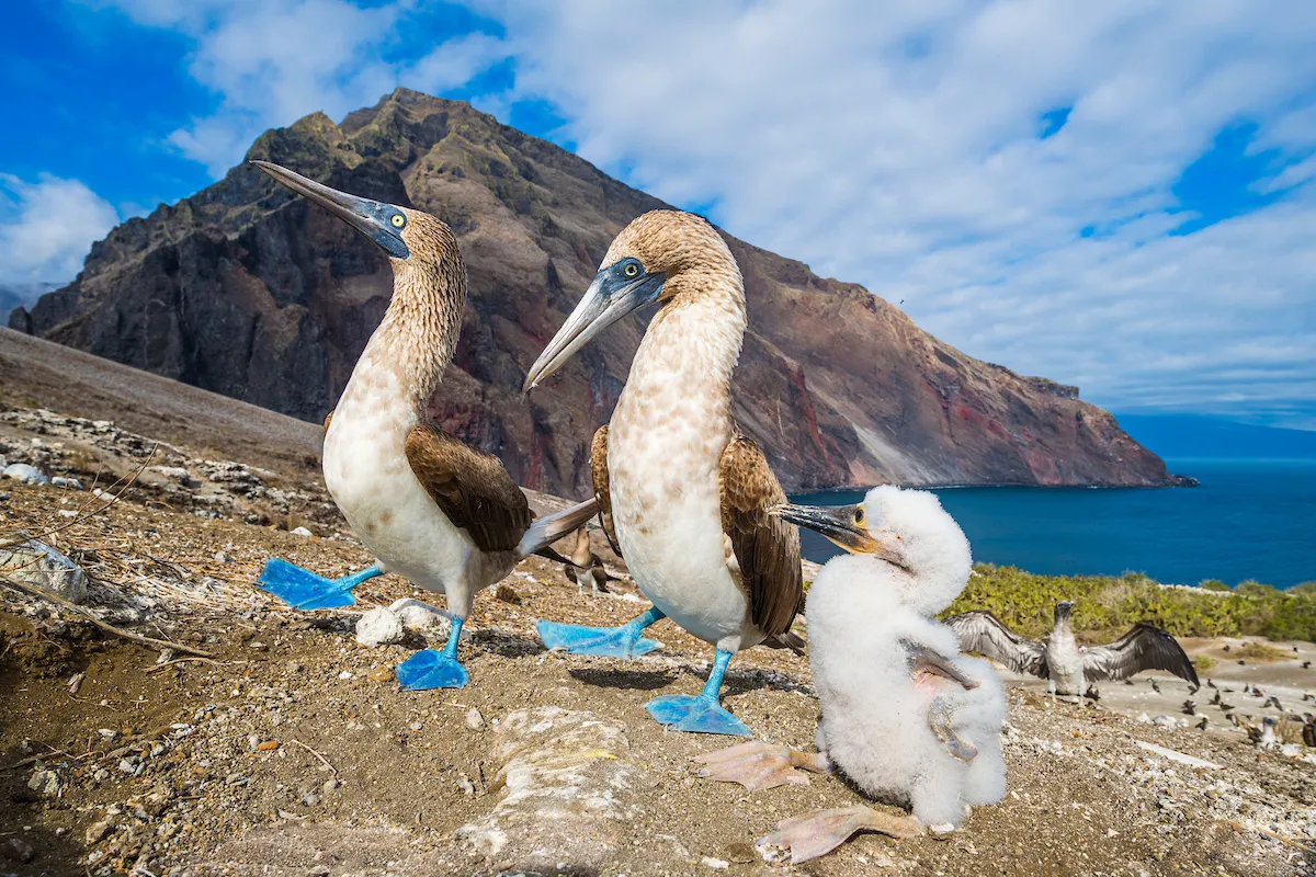 Image may contain Animal Bird and Booby