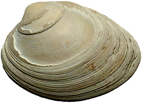 half of a curved, aerodynamic-looking bivalve, a single white shell, its ridges missing and worn off in places