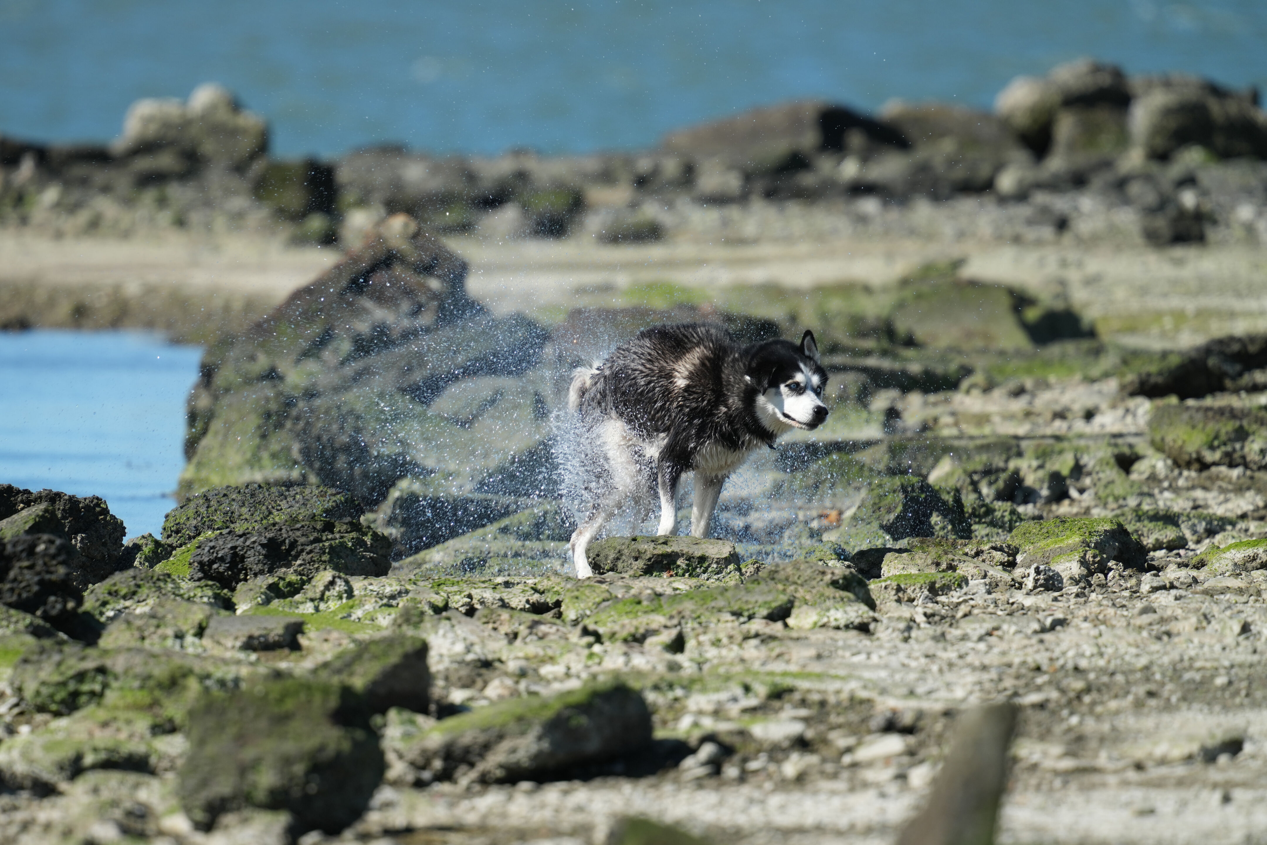 McLaughlin Eastshore State Park