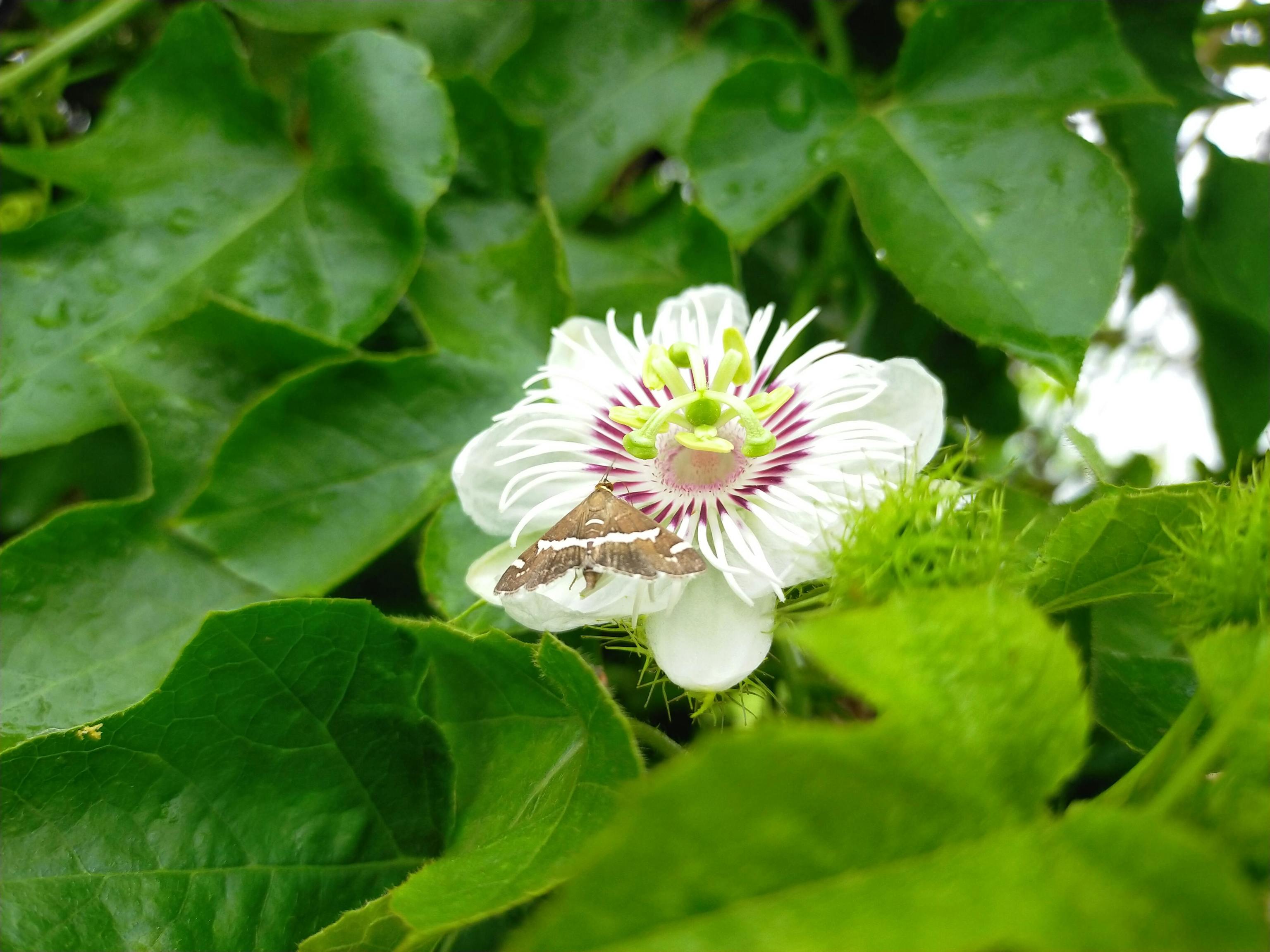 Ni hiedra ni muros desnudos; estas son las plantas trepadoras que tienen flor durante todo el a�o: pasiflora
