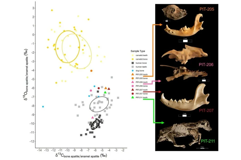 Gráfico comparativo de los valores isotópicos óseos de perros, camélidos y humanos en Castillo de Huarmey, que muestra diferencias en su alimentación