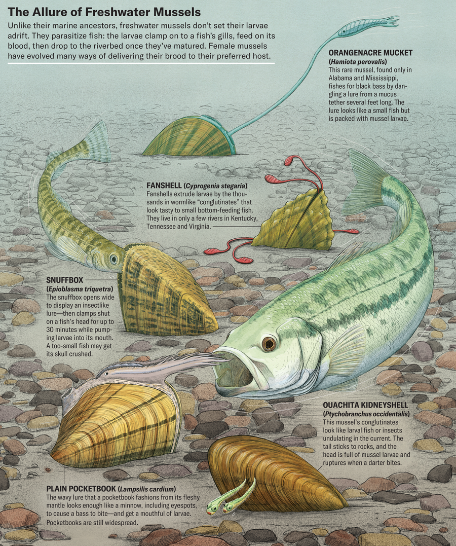 Unlike their marine ancestors, freshwater mussels don’t set their larvae adrift. They parasitize fish: the larvae clamp on to a fish’s gills, feed on its blood, then drop to the riverbed once they’ve matured. Illustration shows how five different mussel species deliver their brood to their preferred host.