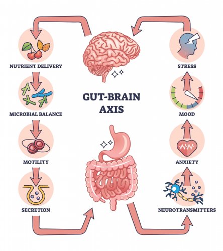 Coffee and the gut-brain axis: New insights into cognitive and microbial health Coffee and the gut-brain axis: New insights into cognitive and microbial health