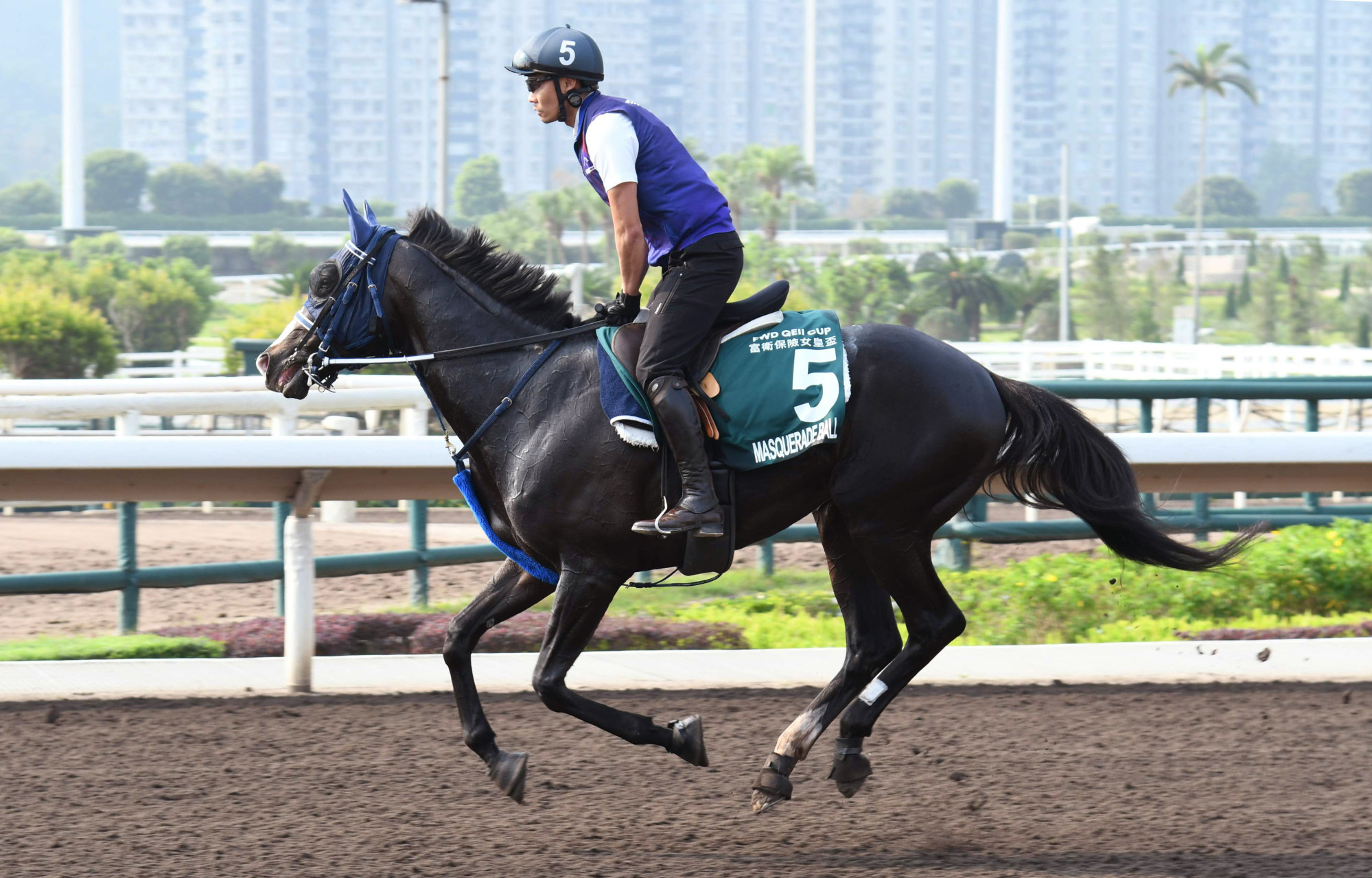Masquerade Ball goes through his paces on the all-weather track at Sha Tin. Masquerade Ball goes through his paces on the all-weather track at Sha Tin.