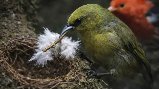 Un estudio en Hawái ha revelado que varias aves nativas saquean nidos vecinos y, en algunos casos, provocan su fracaso reproductivo