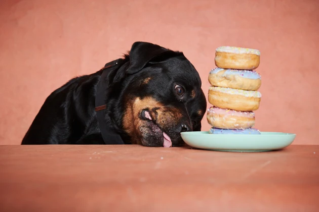 Portrait of a Rottweiler dog.
