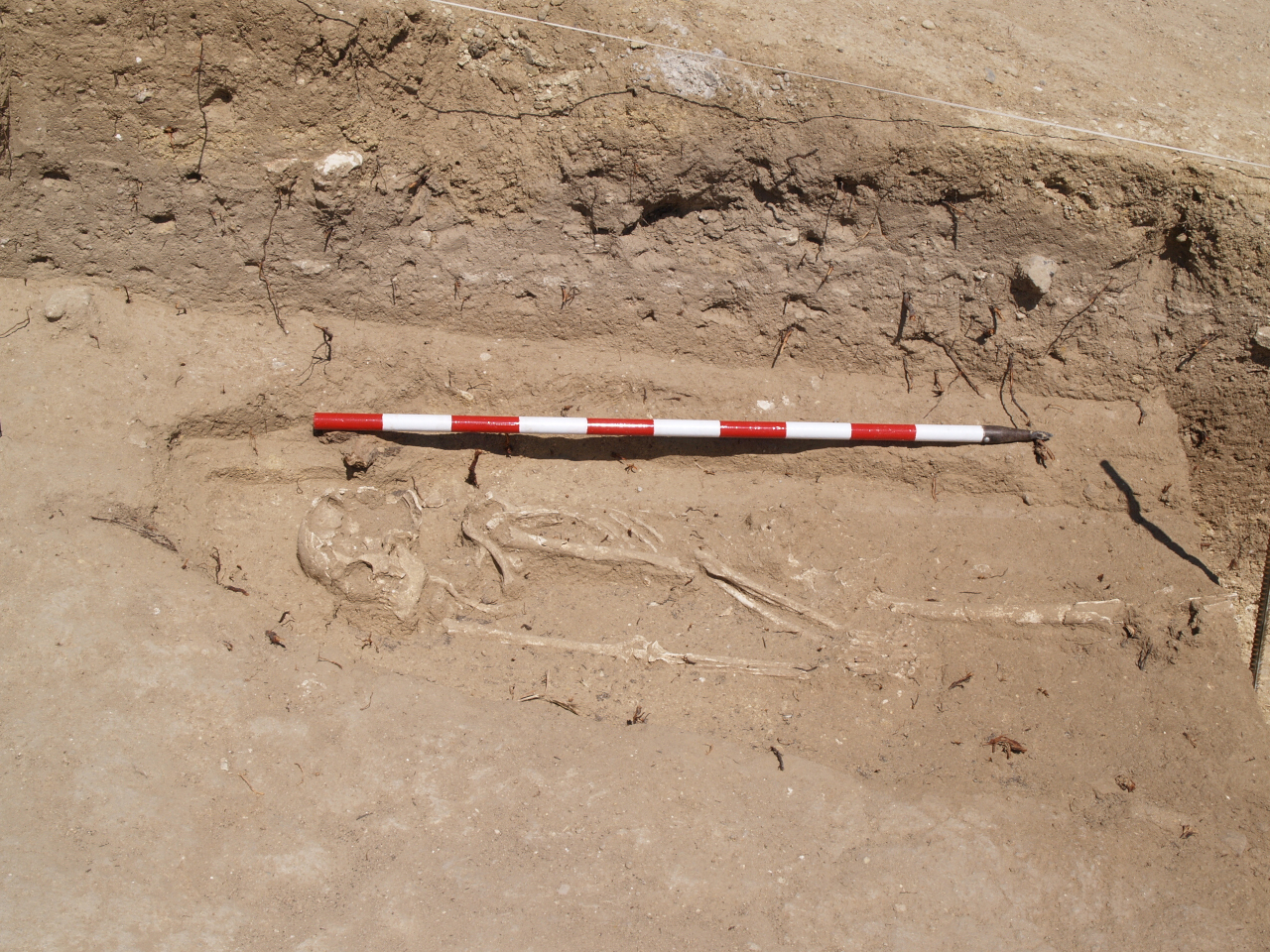 A look down into a rectangular burial space, where a half-unearthed skeleton lies in the brown mud, with a red and white striped ruler next to the body.