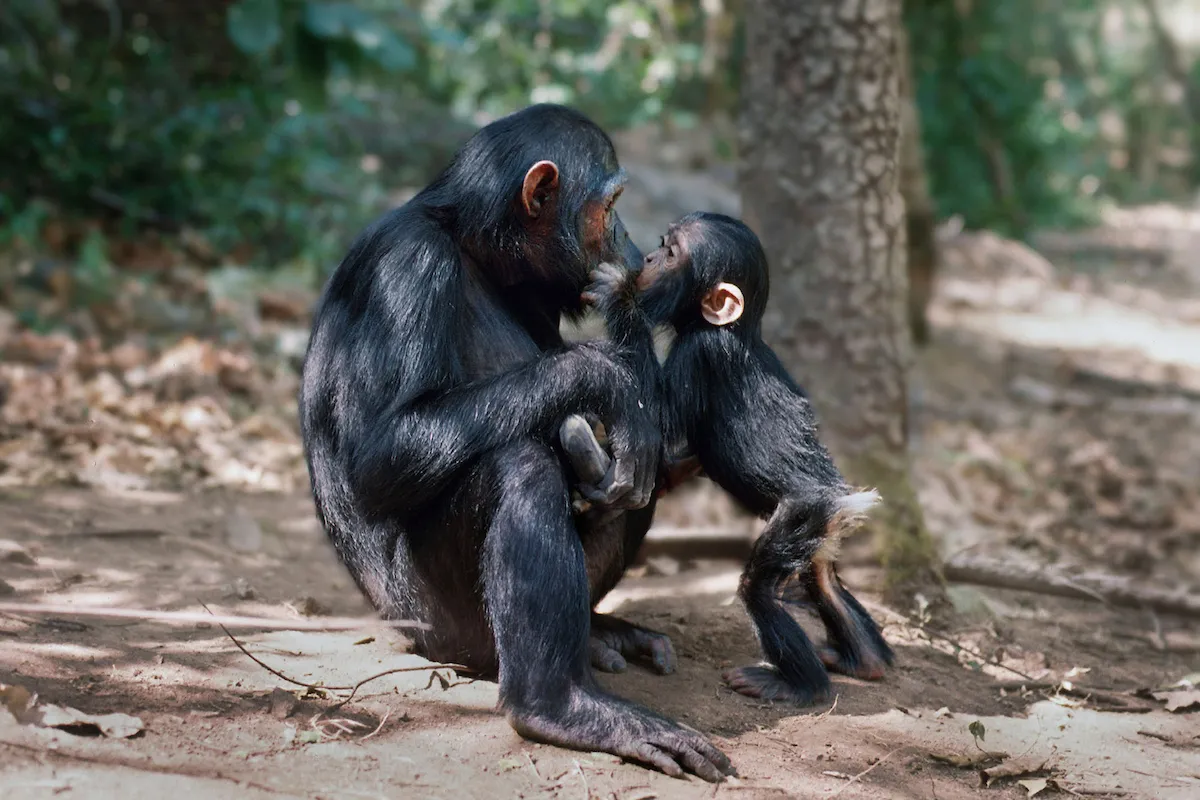 Image may contain Animal Mammal Monkey Wildlife and Ape
