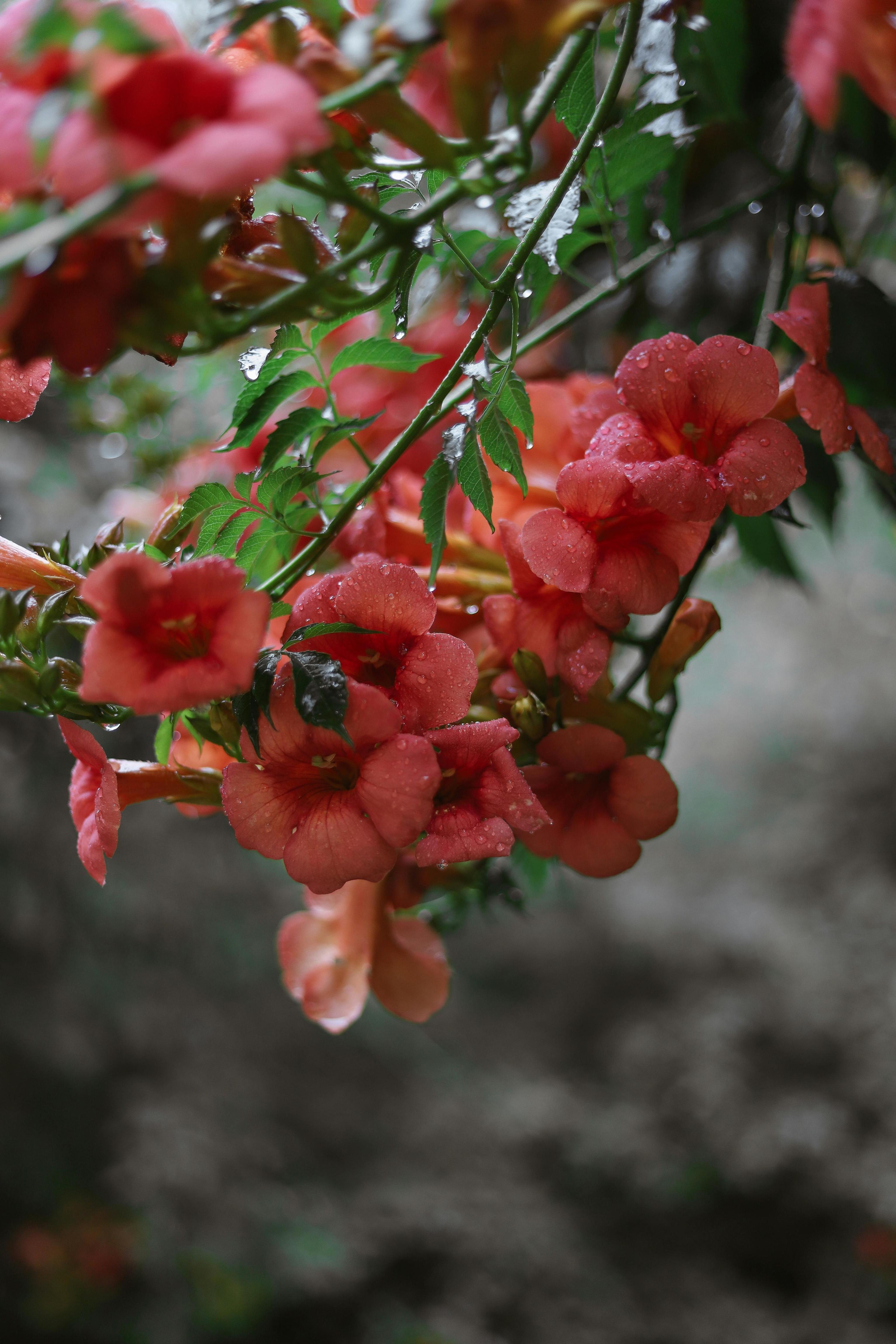 Ni hiedra ni muros desnudos; estas son las plantas trepadoras que tienen flor durante todo el a�o: bignonia