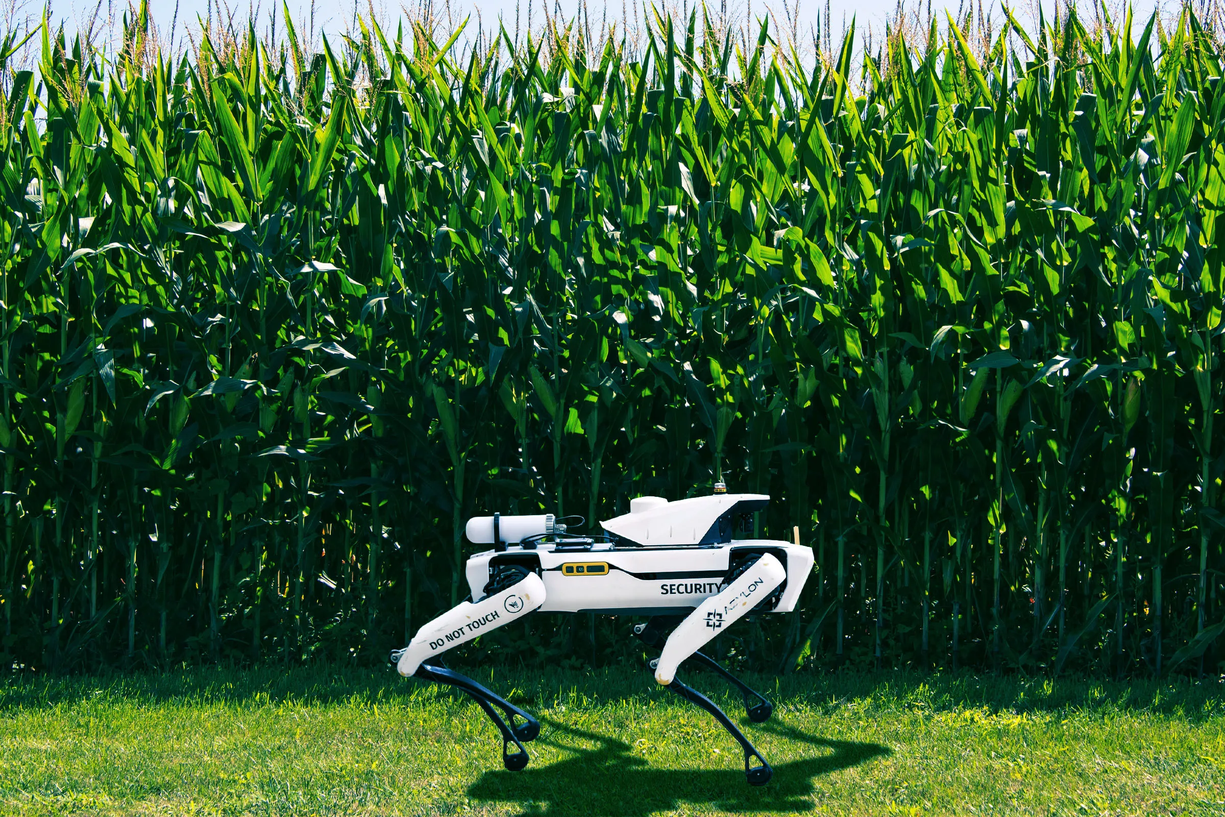 A white quadruped security robot with black legs stands on green grass in front of a tall, dense cornfield. The robot has "DO NOT TOUCH" written on one leg and "SECURITY" on its side. The corn plants are tall with green leaves and tassels at the top. The scene is brightly lit by sunlight.