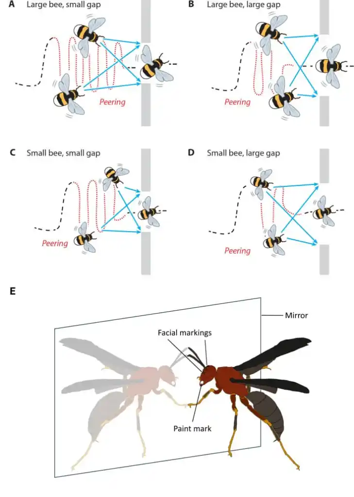 Figura que muestra la capacidad de los abejorros para reconocer sus propias dimensiones corporales al navegar por espacios estrechos, un indicio de autoconciencia física. Foto: Chittka et al. / Philosophical Transactions of the Royal Society B.