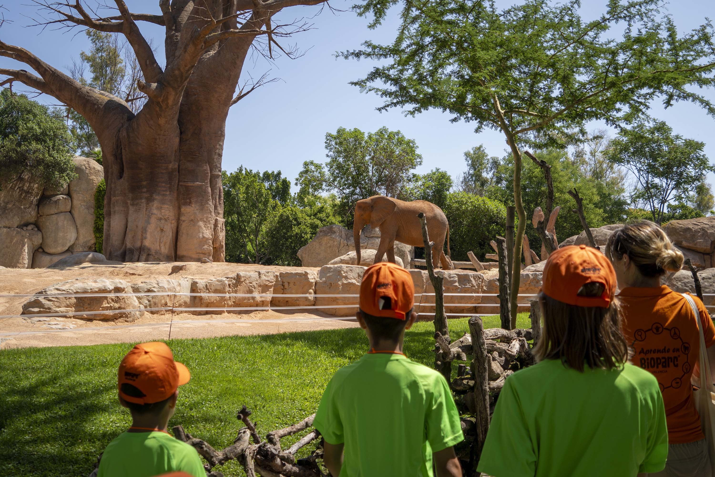 Ni�os y ni�as en la escuela de verano de Bioparc Valencia.