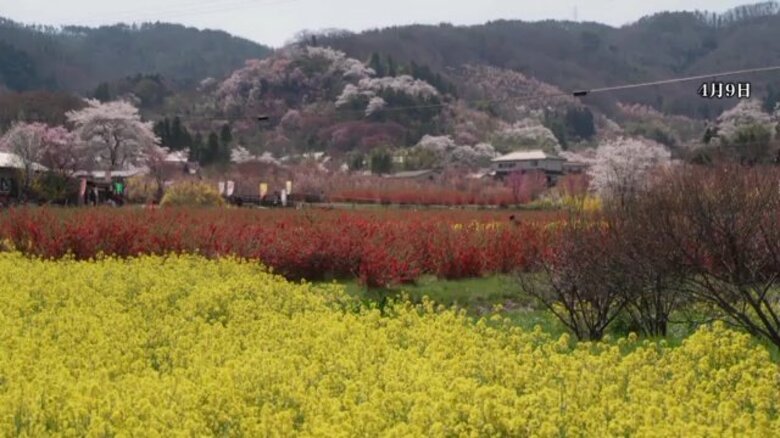 《ふくしま桜紀行2026》福島市・花見山　様々な種類の桜と春の花木が織りなす絶景｜FNNプライムオンライン