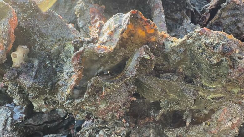 養殖カキの大量死問題　2026年１月以降は「へい死（大量死）」確認なし　広島｜FNNプライムオンライン
