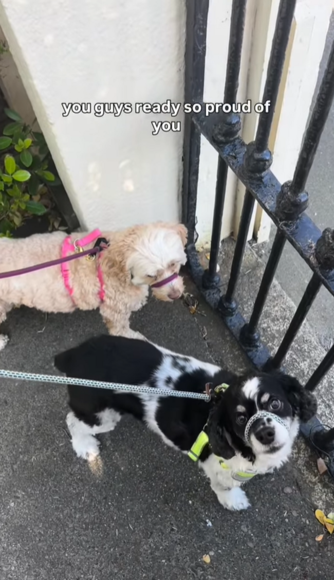 sasha doggies
