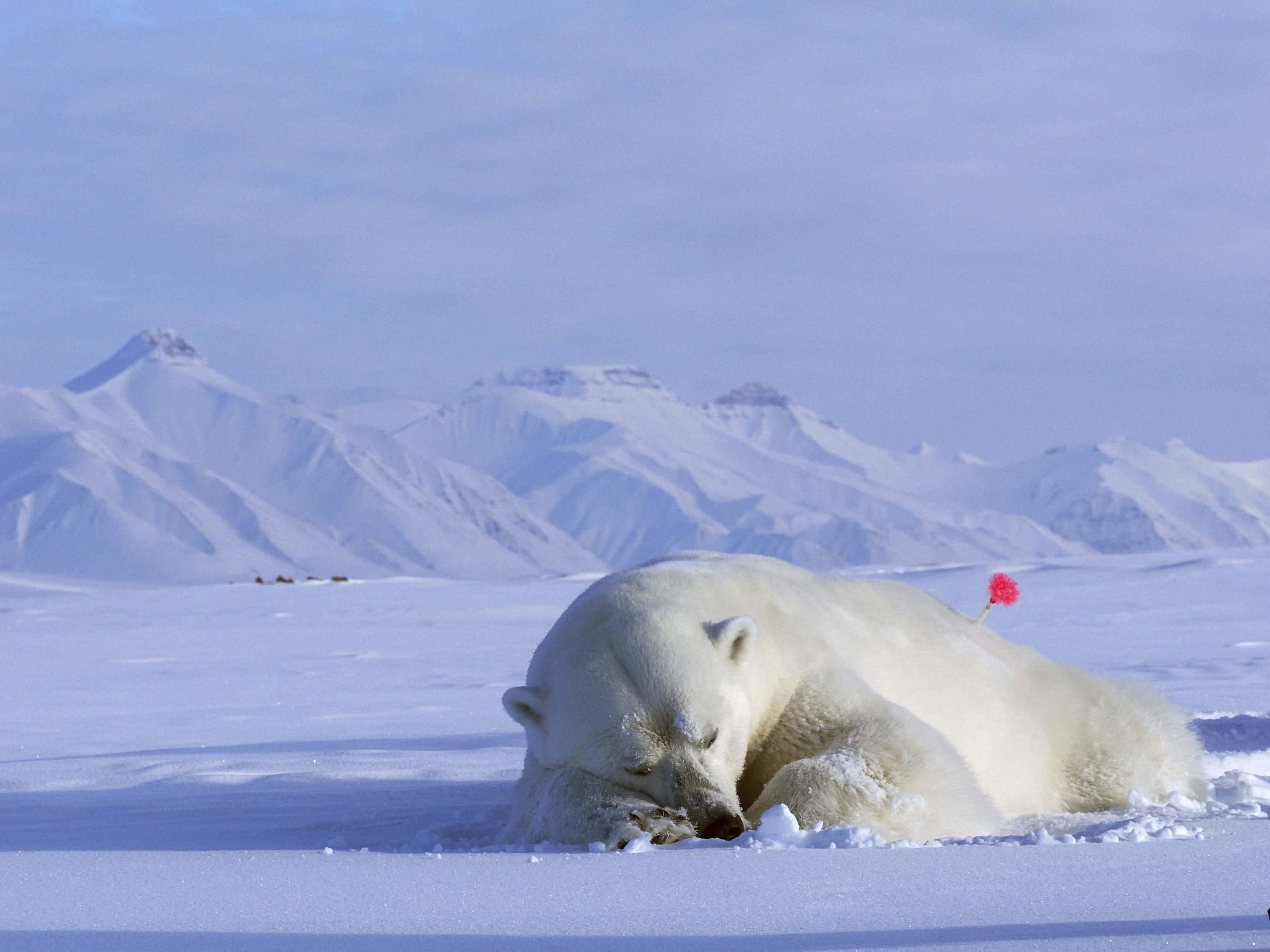 Oso polar de Svalbard sedado para el estudio.