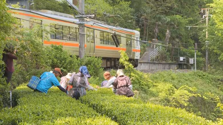 長野・天龍村で「一番茶摘み」　生育は順調「いいお茶ができる」｜FNNプライムオンライン