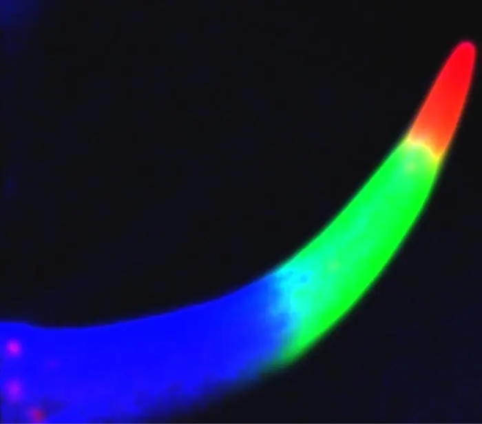 Scorpions turn into metalsmiths to reinforce stingers for extra strength, study shows