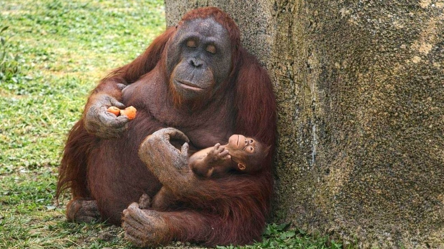 Cr�a de orangut�n de Borneo en Madrid