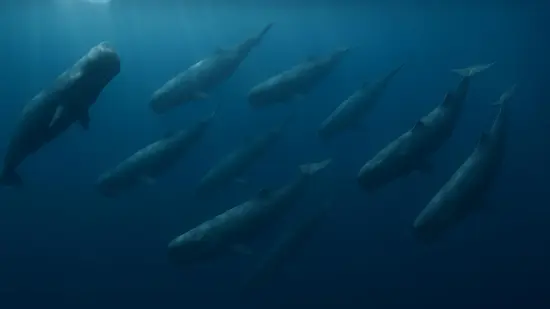 Grupo de cachalotes nadando juntos bajo la superficie del océano en una escena de aparente coordinación.