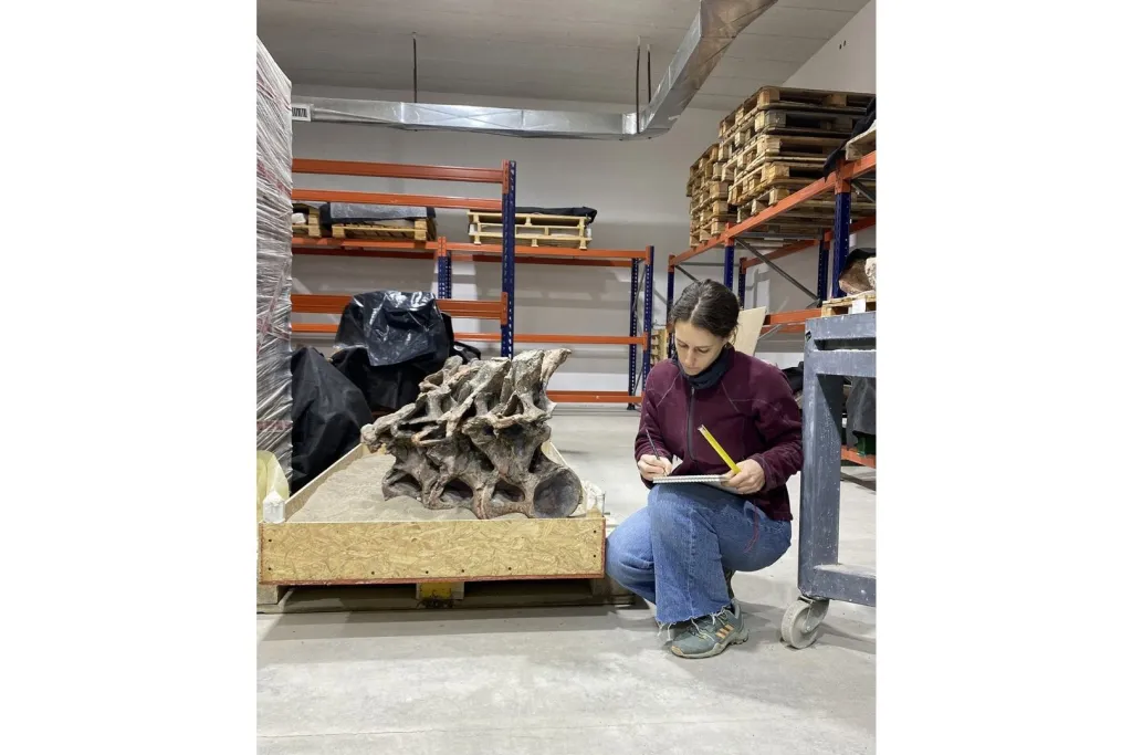 Alexandra Reutter analiza los fósiles de Bicharracosaurus en el Museo Paleontológico Egidio Feruglio de Trelew, Argentina