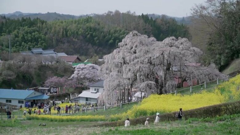 《ふくしま桜紀行2026》三春滝桜　樹齢1000年以上…圧巻の佇まいは今年も　国の天然記念物｜FNNプライムオンライン
