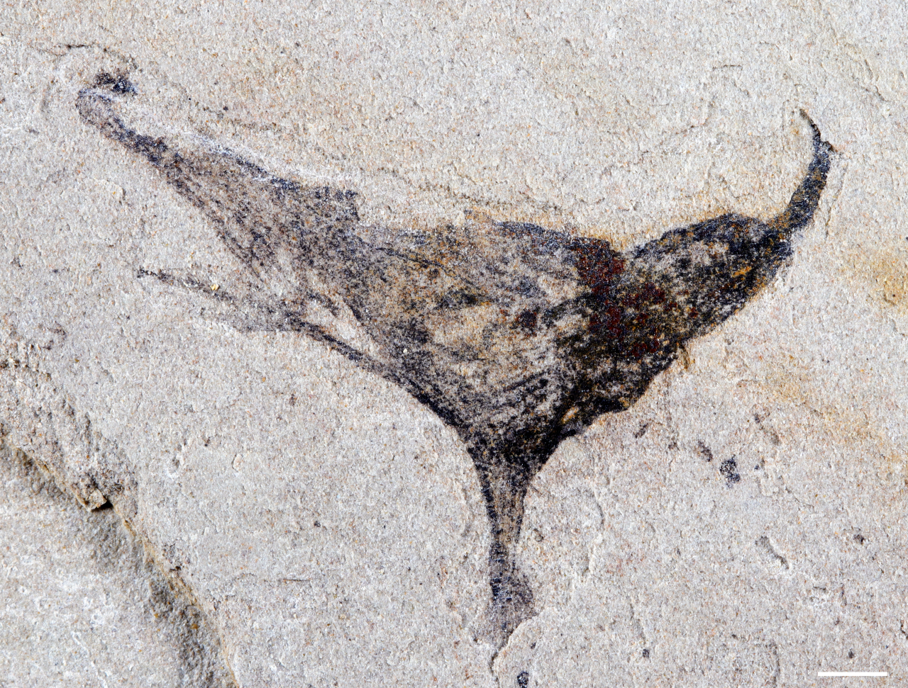 A v-shaped black fossil is seen embedded in a white stone face