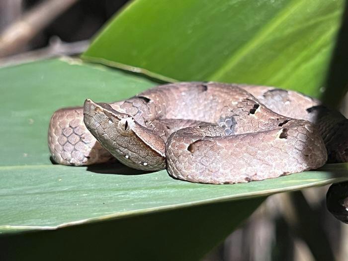 V�bora de nariz jorobada de la India.