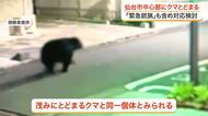 仙台市中心部のマンション敷地にとどまるクマ　箱わなで対応も状況次第で「緊急銃猟」検討