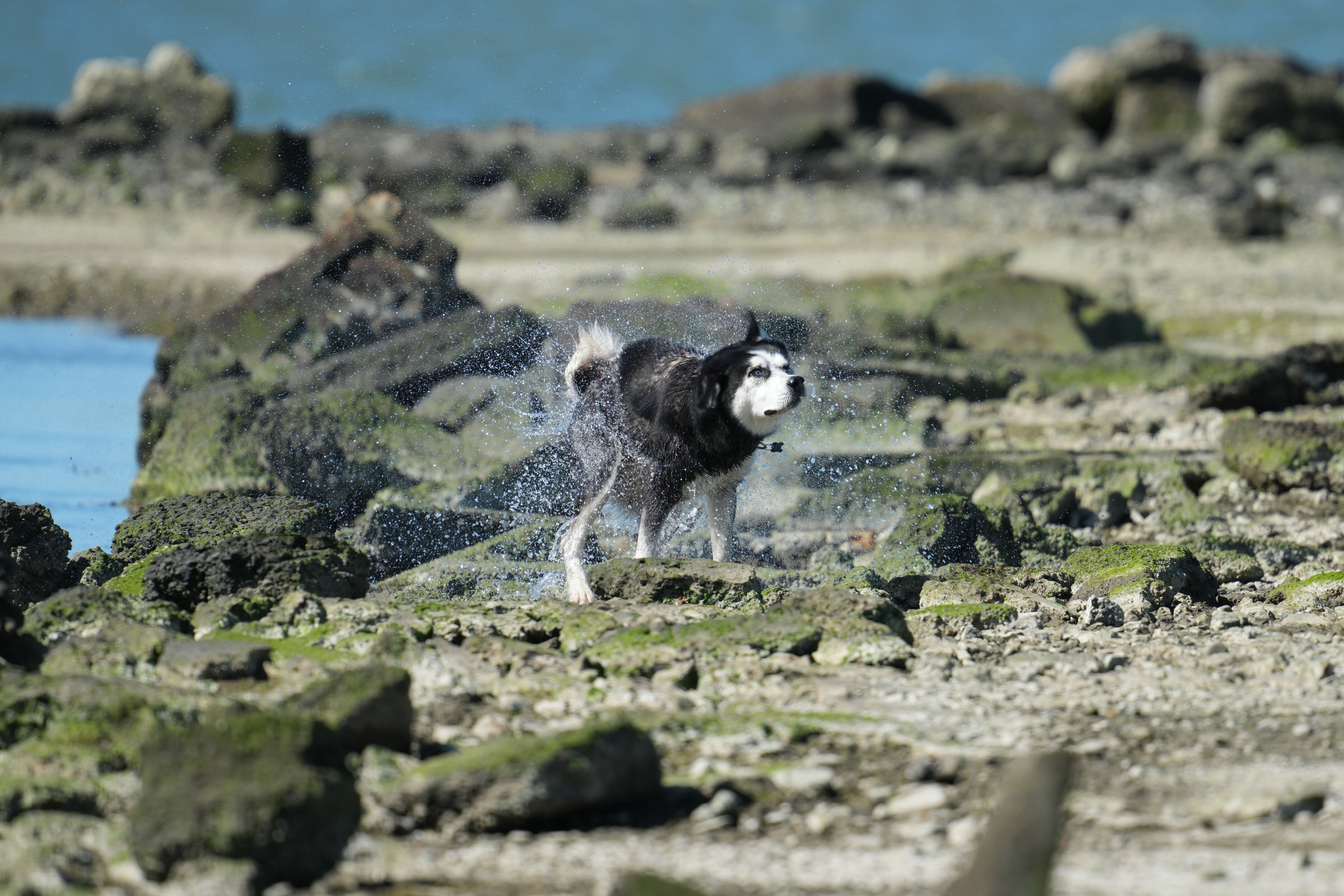 Husky Shaking Off Water Husky Shaking Off Water