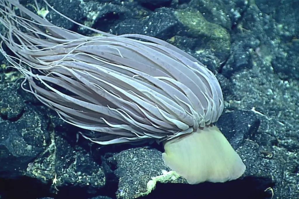 Este ejemplar de Relicanthus daphneae fue documentado durante una expedición realizada en 2016 a bordo del buque oceanográfico NOAA Ship Okeanos Explorer, en la región de las Islas Marianas